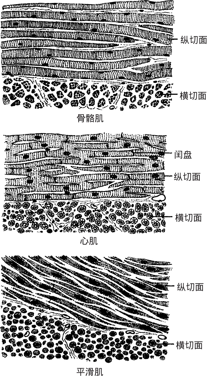 根据肌纤维的结构和功能特点
