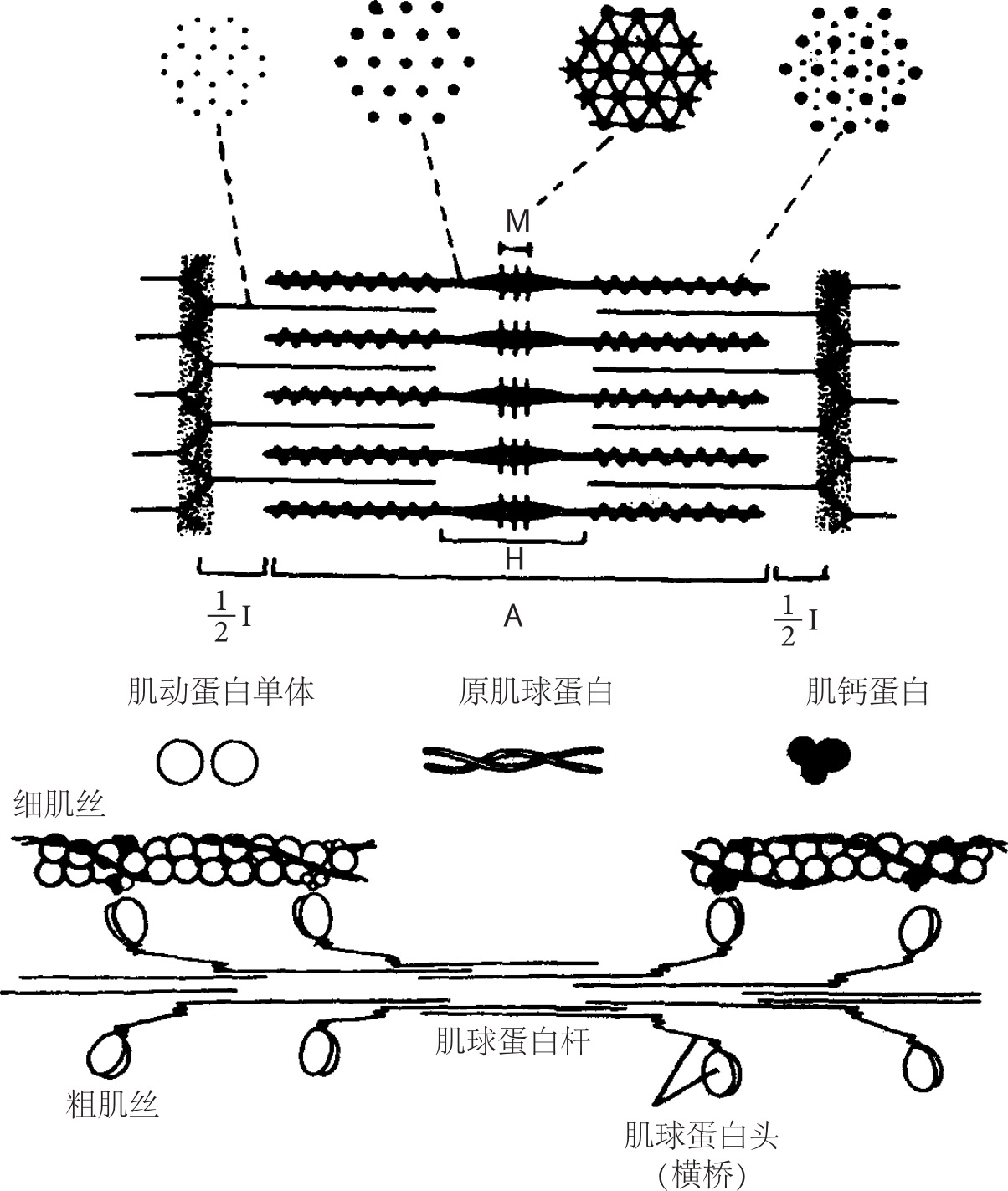 肌原纤维呈细丝状,直径约18m