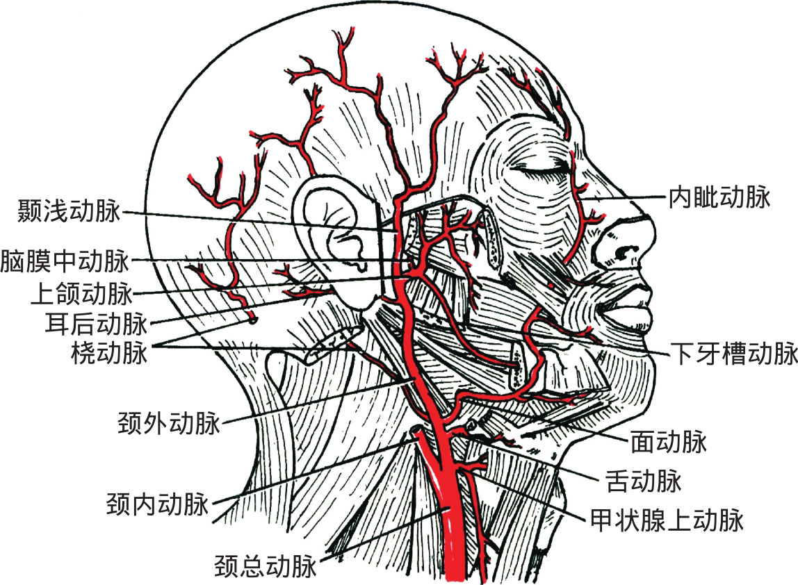 左颈总动脉直接起自主动脉弓,右颈总动脉起自头臂干,两者经胸锁关节的