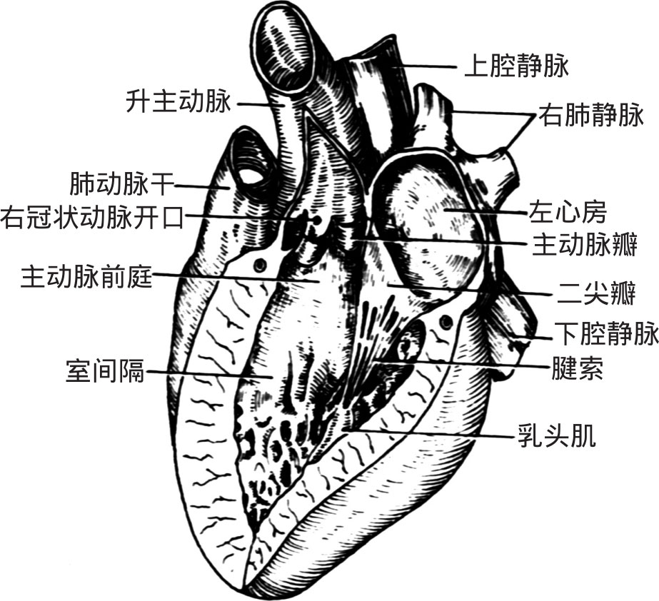 3.左心房 位于右心房的左后方,构成心底的大部分.