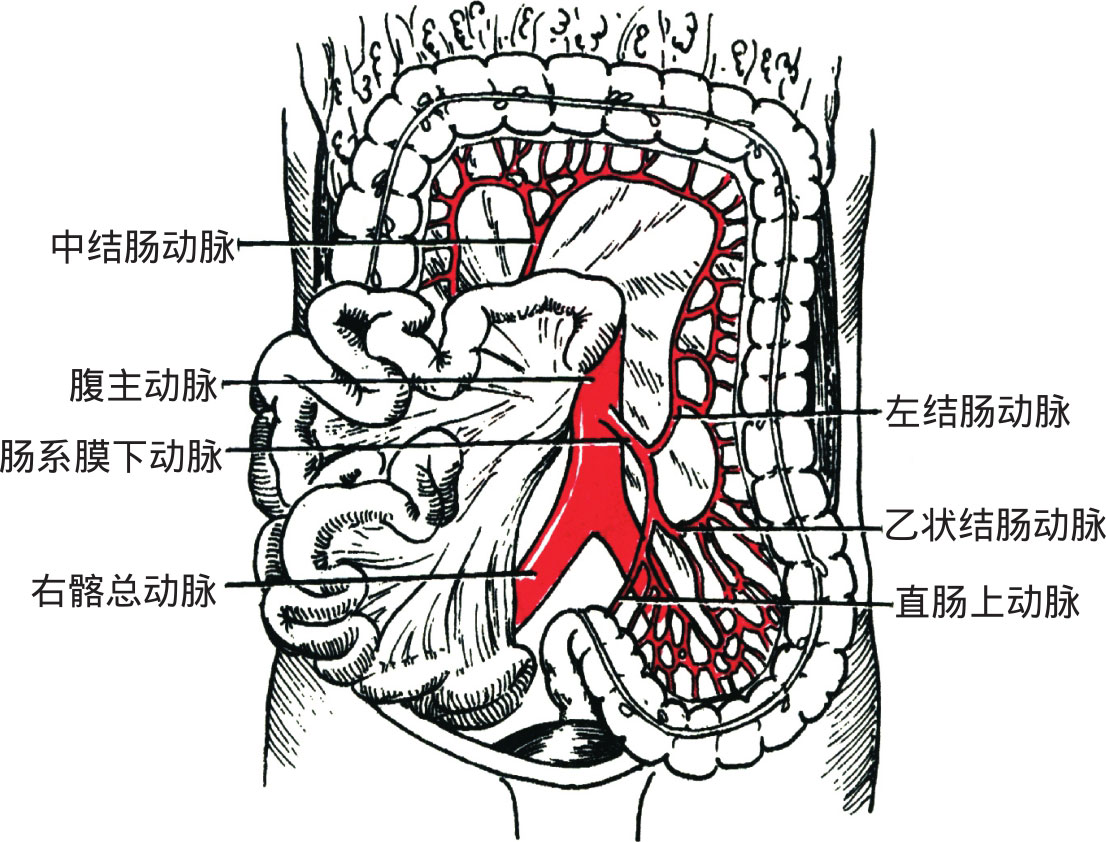 直肠上动脉:为肠系膜下动脉的直接延续,于