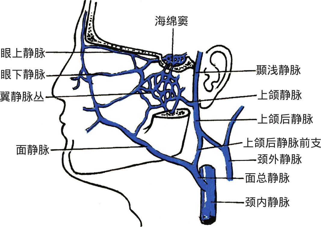 图4-40 面静脉