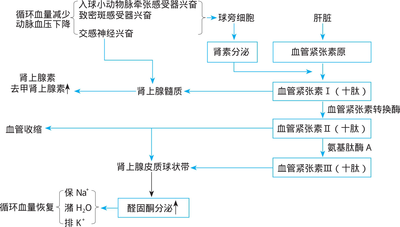 图5-10 肾素-血管紧张素-醛固酮系统