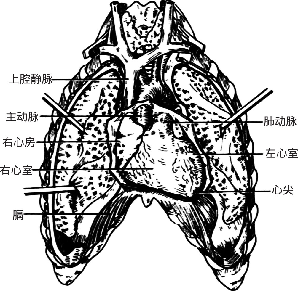 心肺的位置图片大全