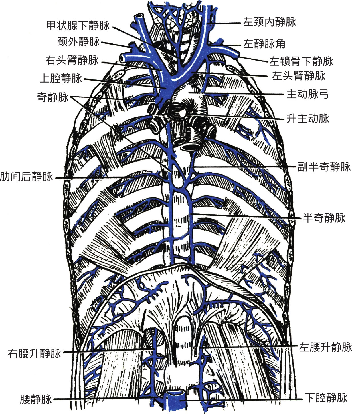 沿脊柱右侧上行,至第4胸椎体高度向前绕右肺根上方注入上腔静脉