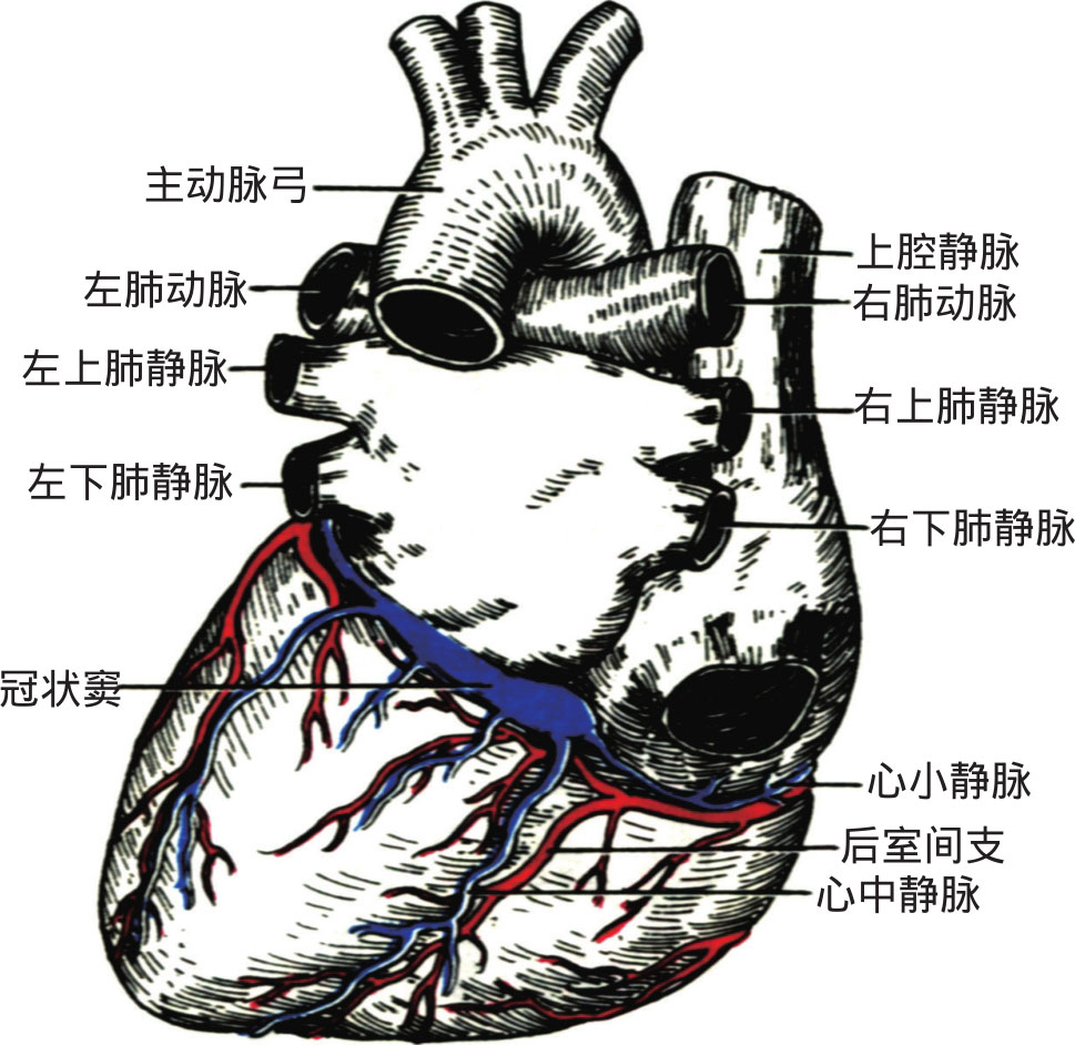 心四条沟示意图,心四条沟的示意图,心表面的四条沟示意图_大山谷图库