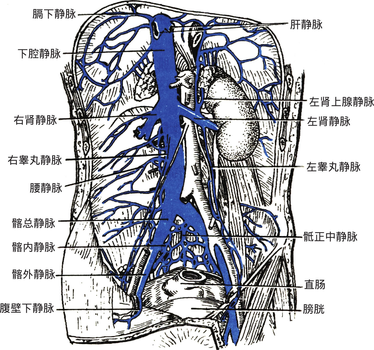 (2)下腔静脉系:下腔静脉系由下腔静脉及其属支(还包括肝门静脉系