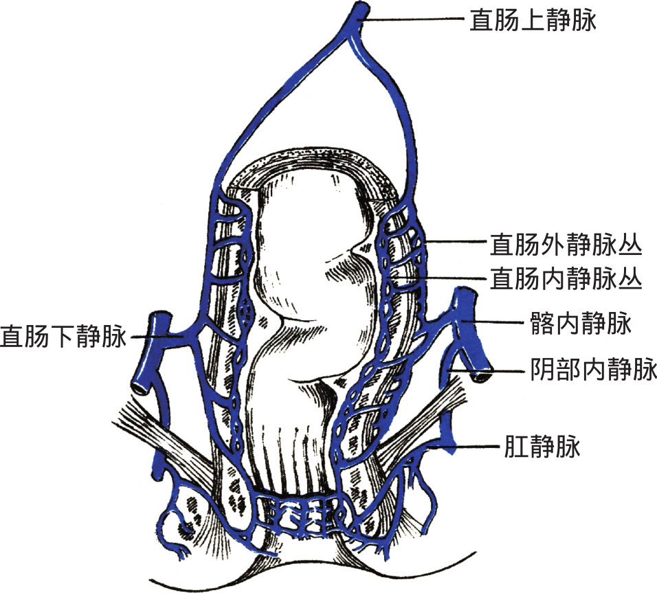 图4-46 直肠的静脉