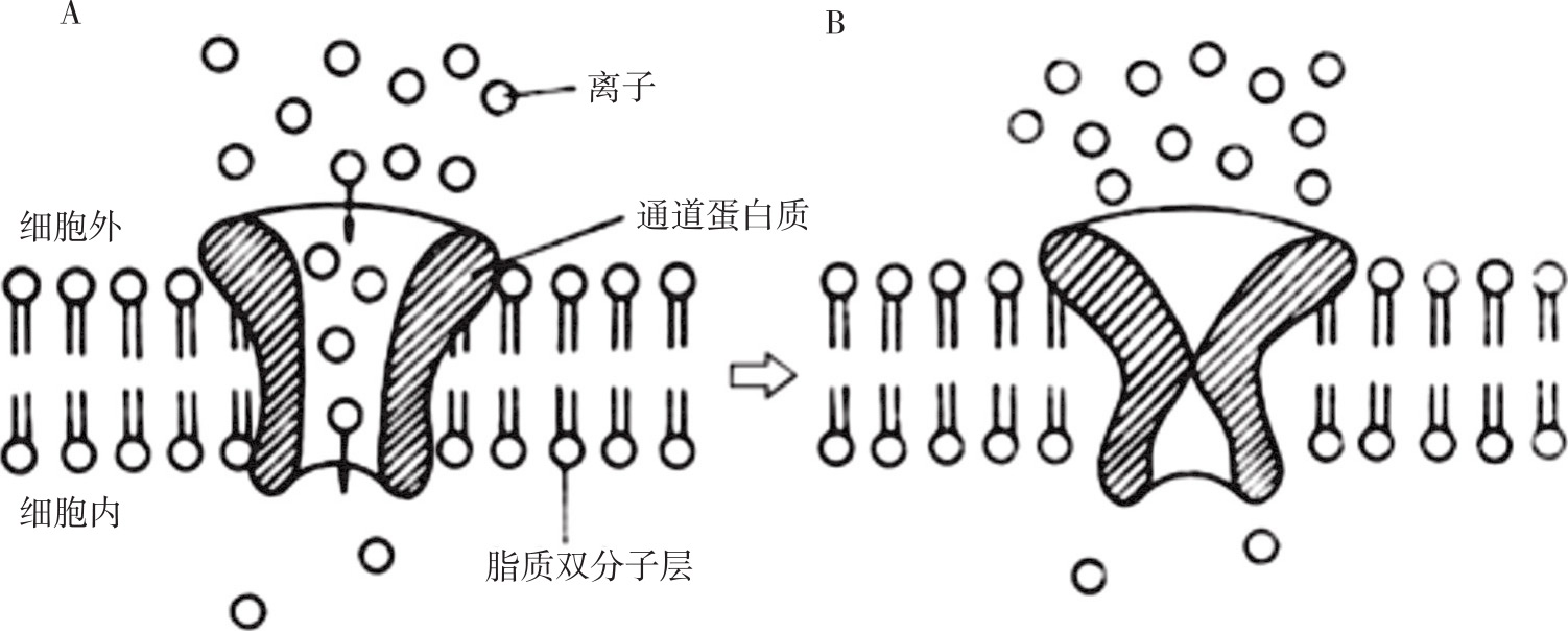 细胞的基本功能