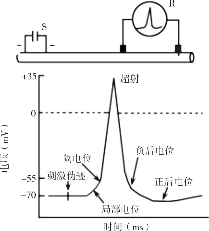 圖2-8 神經纖維動作電位示意圖