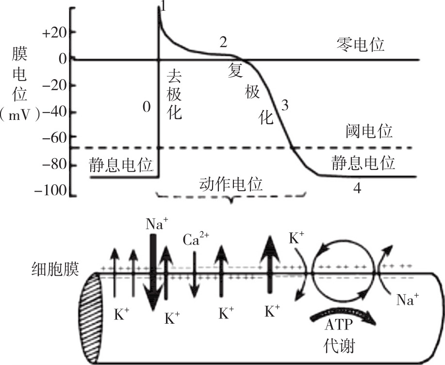 心室肌细胞动作电位图片