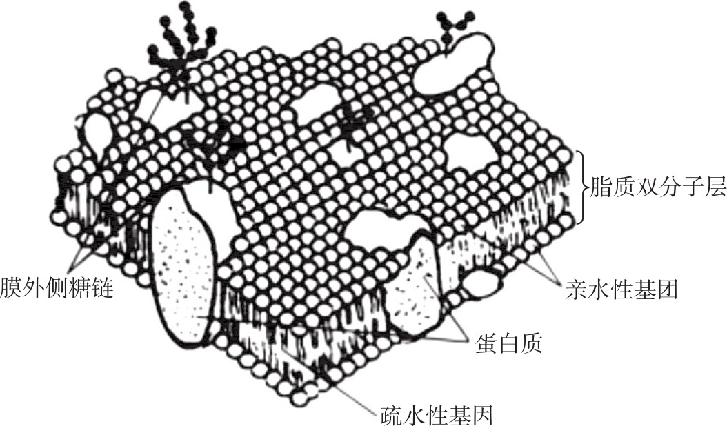 细胞的基本功能