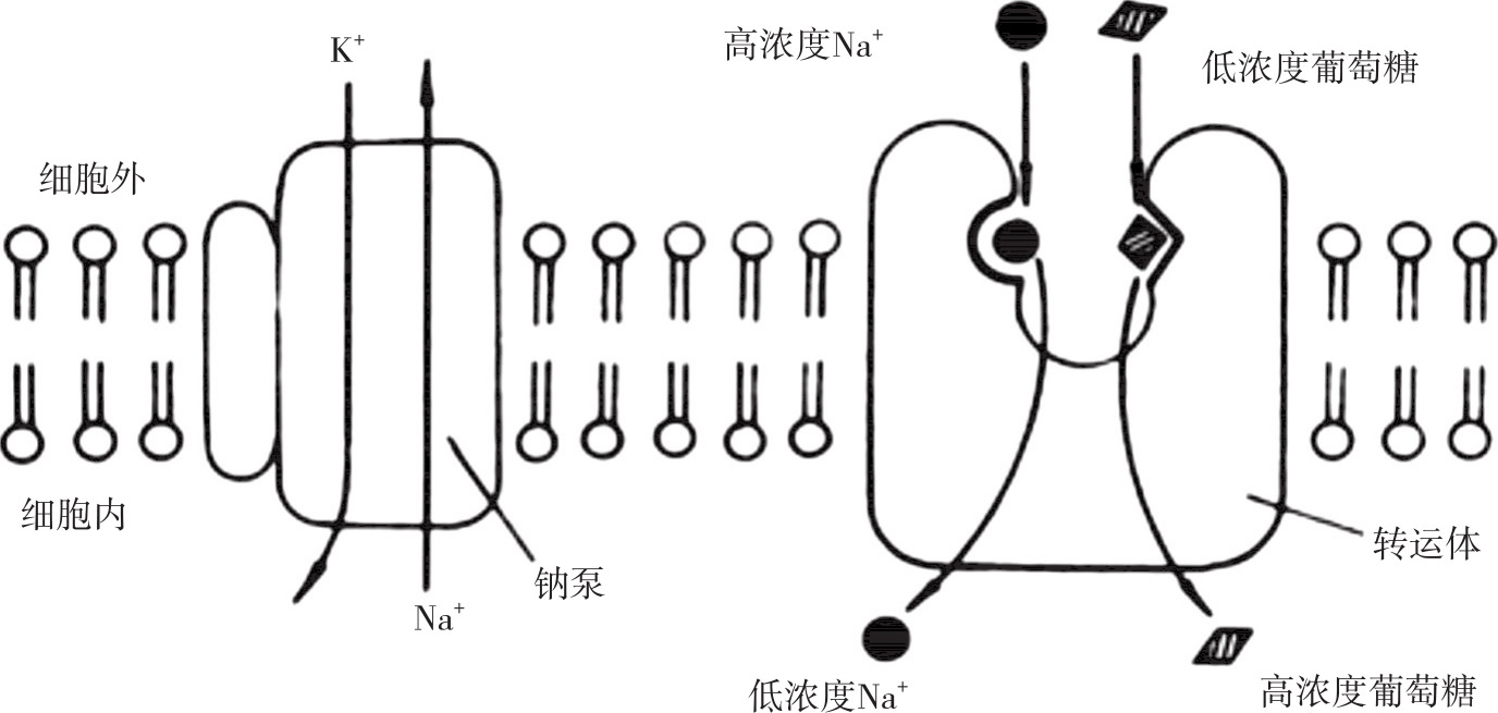 细胞的基本功能