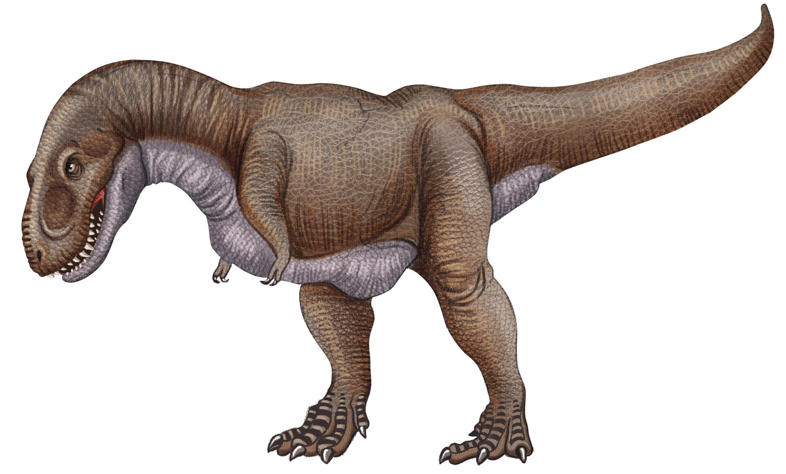 目前发现生存时间最早的恐龙有三种,分别是:丁字龙,埃雷拉龙和始盗龙