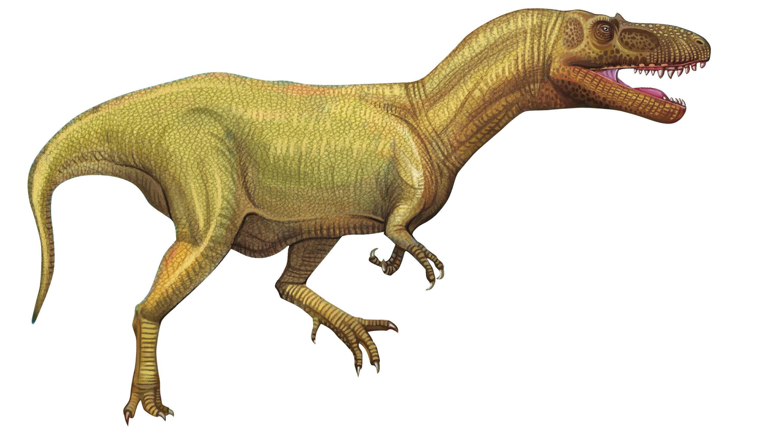 目前发现生存时间最早的恐龙有三种,分别是:丁字龙,埃雷拉龙和始盗龙