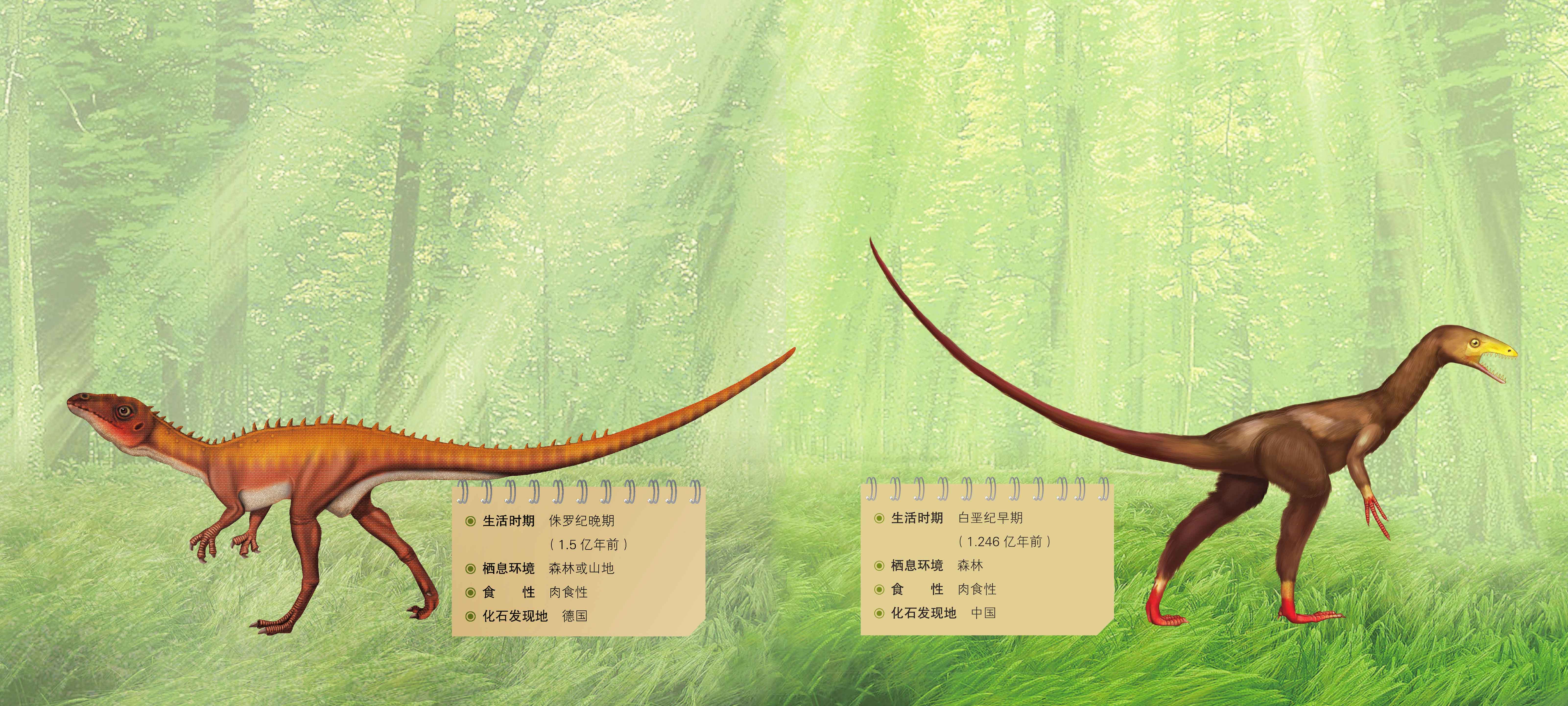 中华丽羽龙            sinocalliopteryx