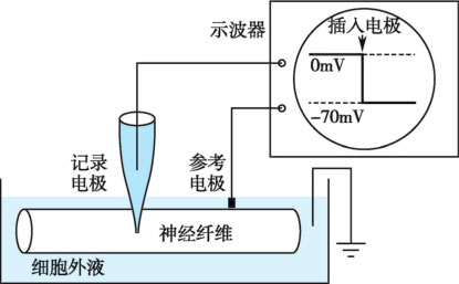 图2-12 神经纤维静息电位测定示意图