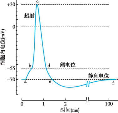 正常人体学最新章节_王红卫著_掌阅小说网