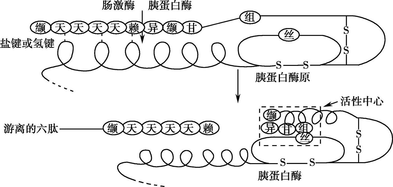 酶解示意图,酶解图片_大山谷图库