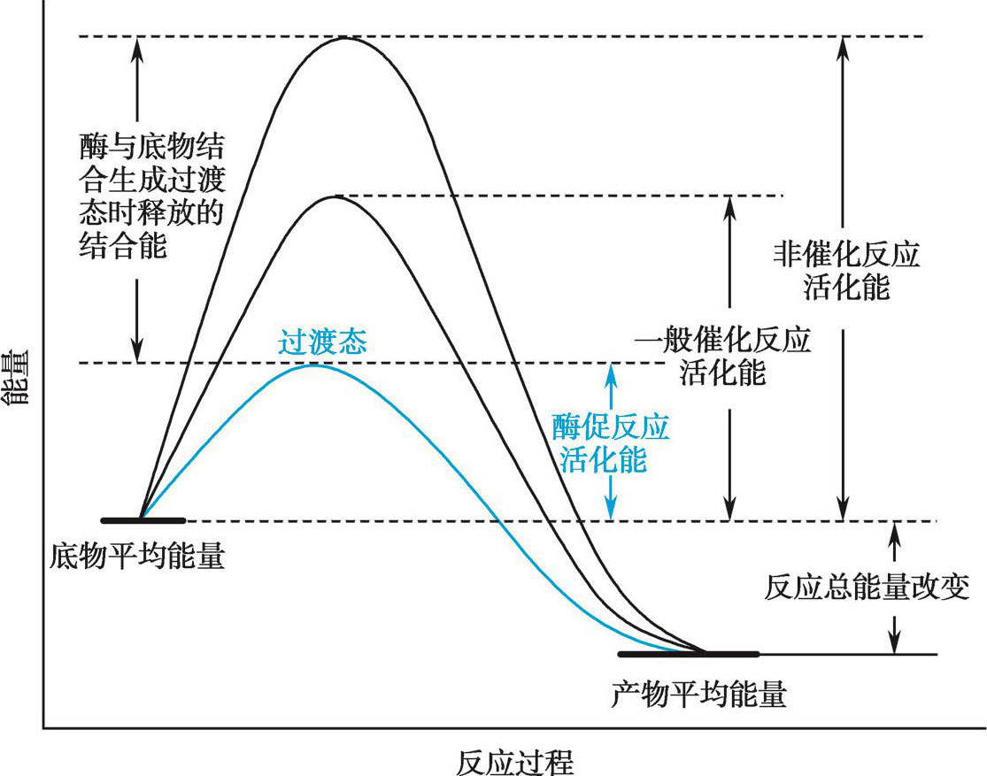 图4-20 酶促反应活化能的变化