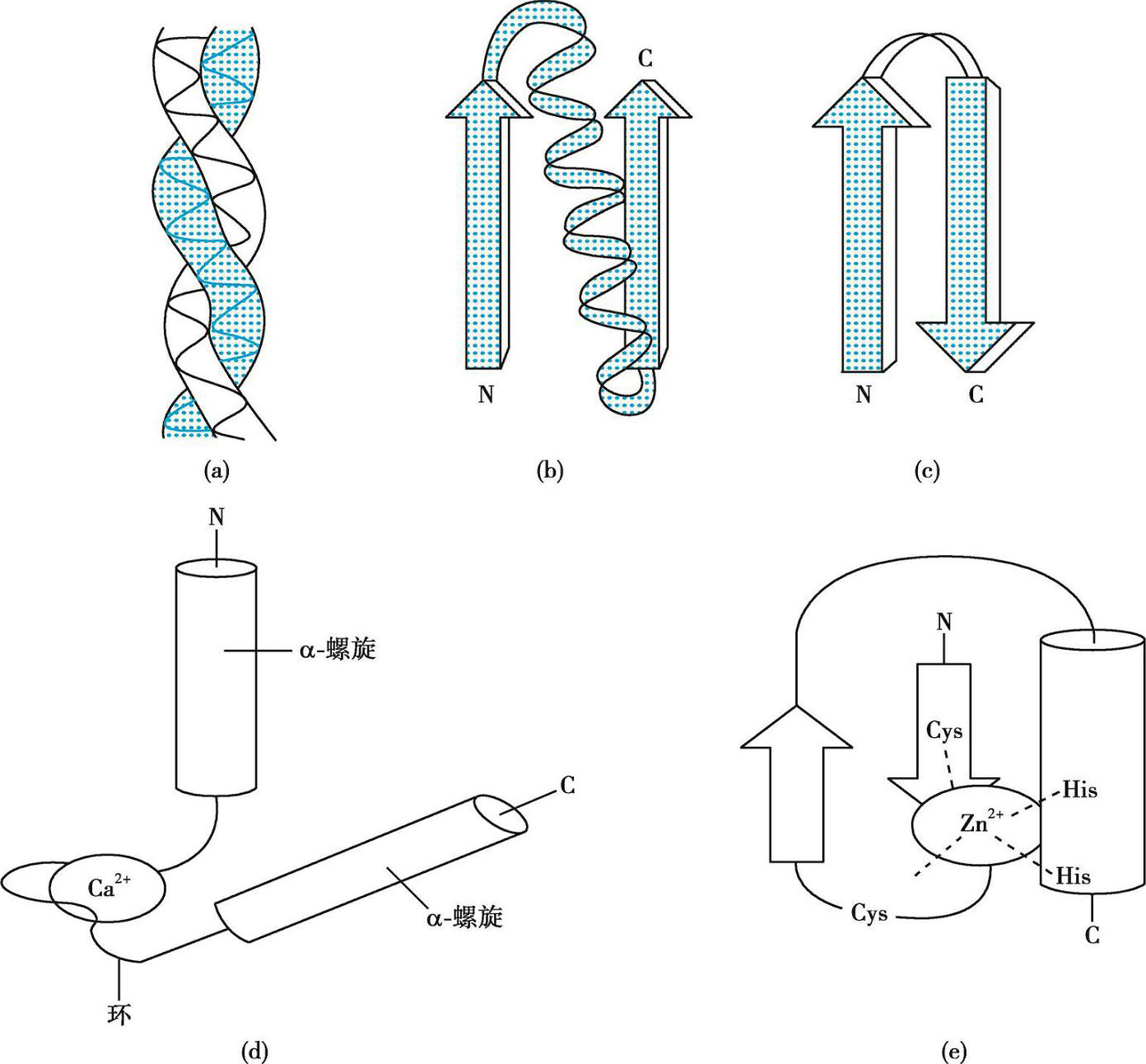 图4-14 蛋白质超二级结构与模体
