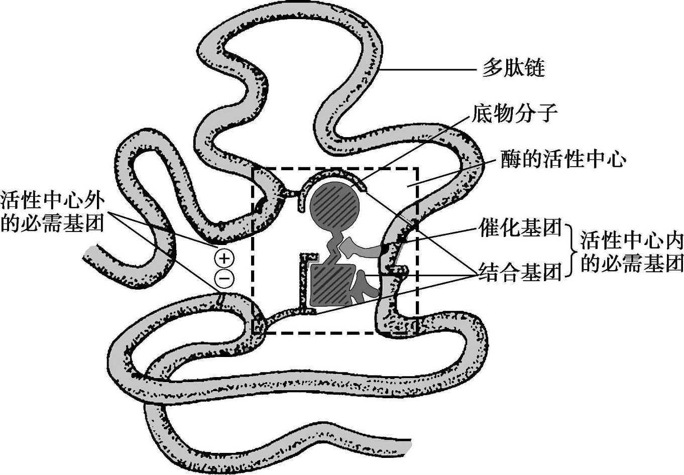 图4-17 酶的活性中心示意图