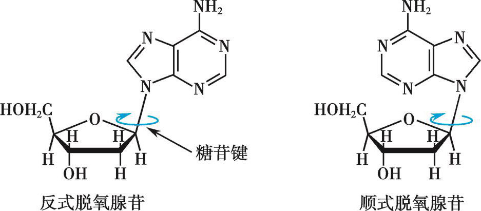 核苷酸是核酸分子的基本结构单位.