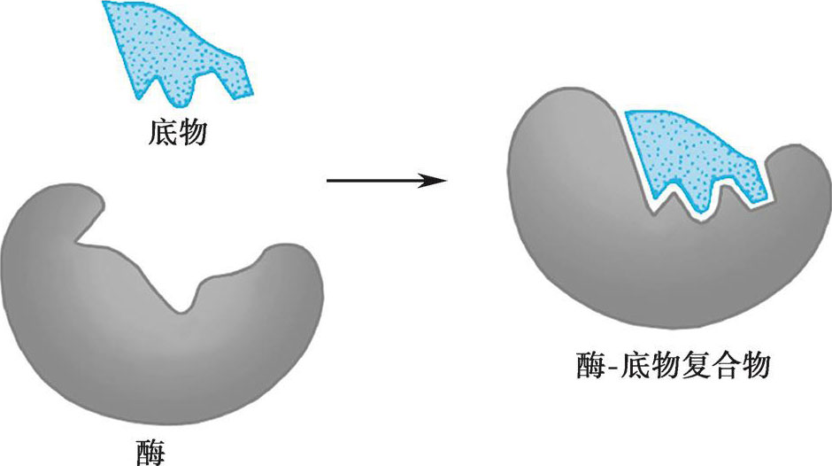 图4-21 酶与底物的过渡状态互补结合