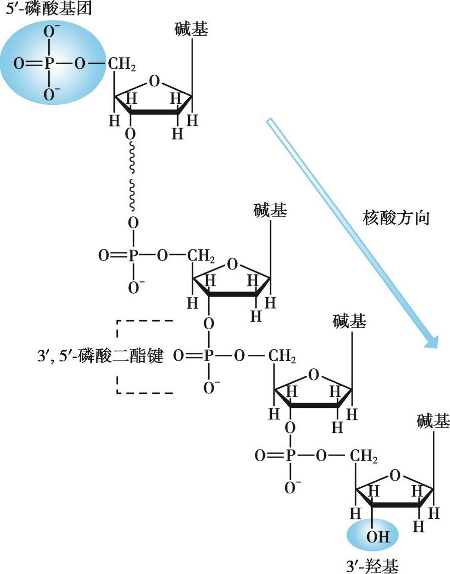 核苷酸结构通式图片