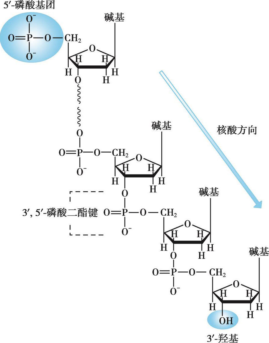 环化苷酸是由戊糖上3-羟基和5-羟基与同一磷酸基团结合而成的