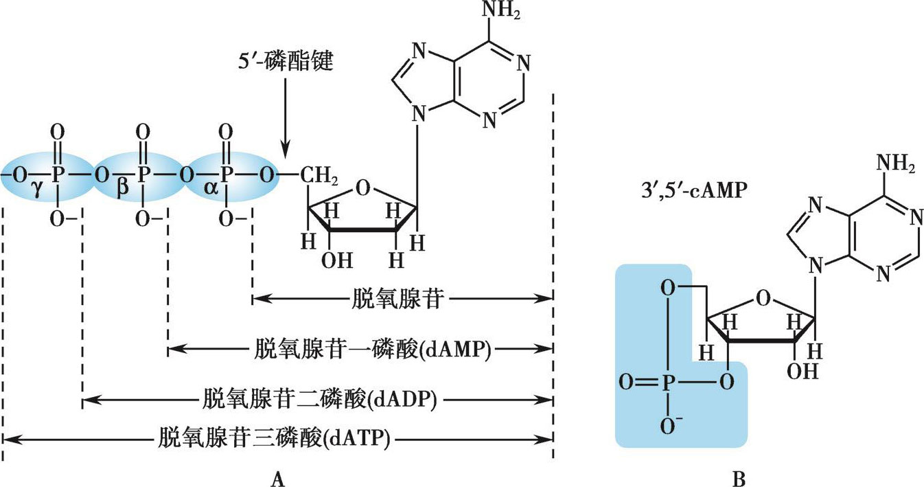 图4-6 核苷酸的化学结构