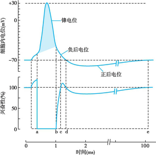 正常人体学最新章节_王红卫著_掌阅小说网