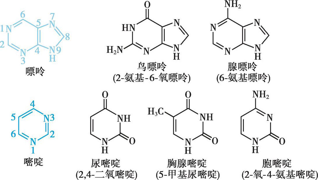 腺嘌呤(adenine,a)和鸟嘌呤(guanine,g),dna和rna中均含有这二种碱基