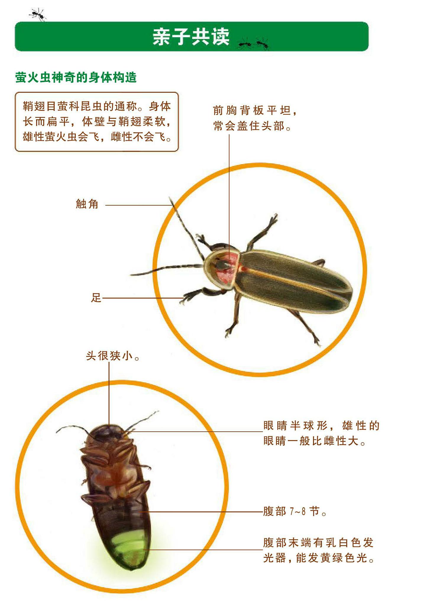 萤火虫结构分析图图片