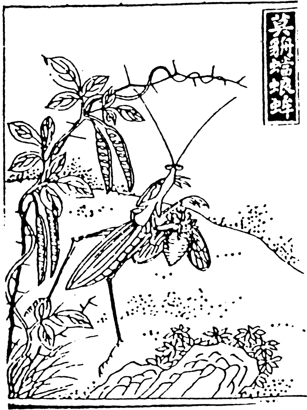 我们周围的昆虫最新章节 柳德宝著 掌阅小说网 我们周围的昆虫最新章节 柳德宝著 掌阅小说网