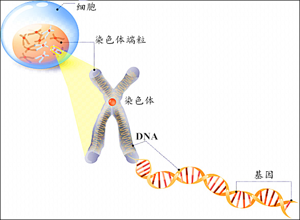 染色体和基因