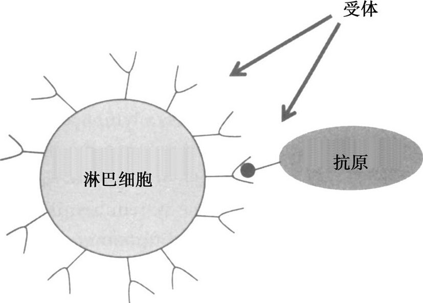 圖12.2 淋巴細胞(圖中為b細胞)受體與抗原結合的示意圖