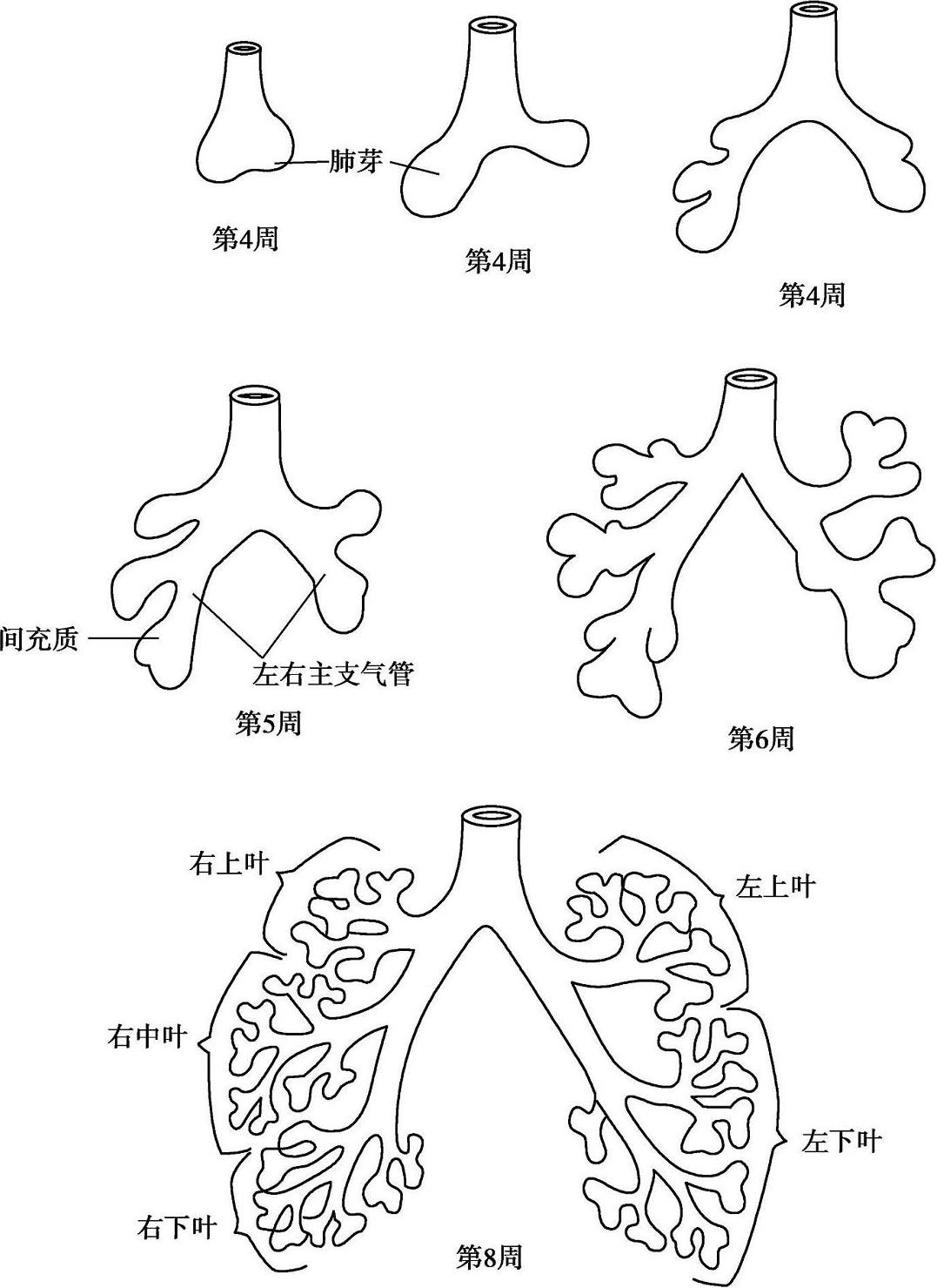 小兒呼吸系統疾病學(第2版)最新章節_鮑一笑著_掌閱小說網