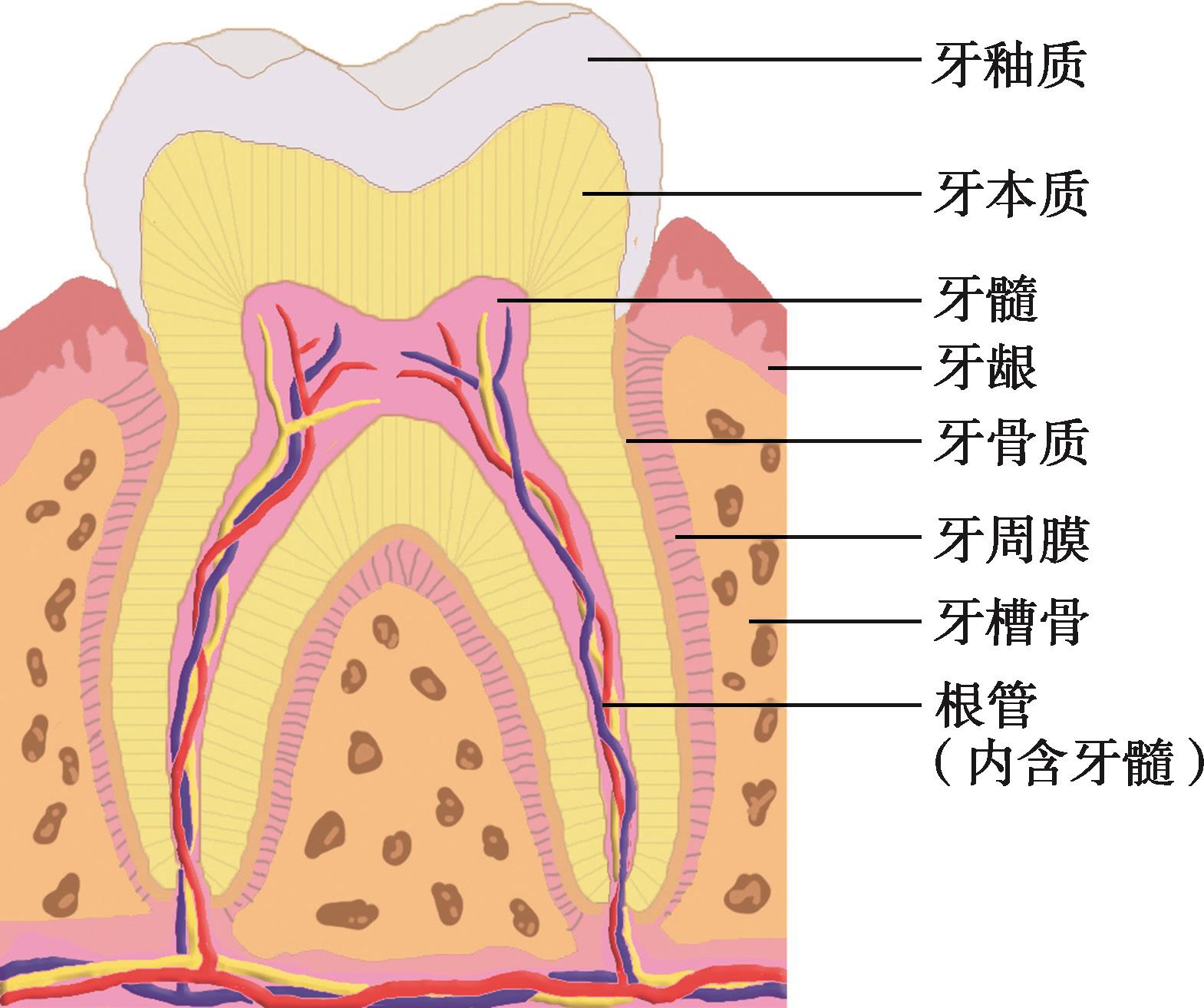 三、牙齿的构造