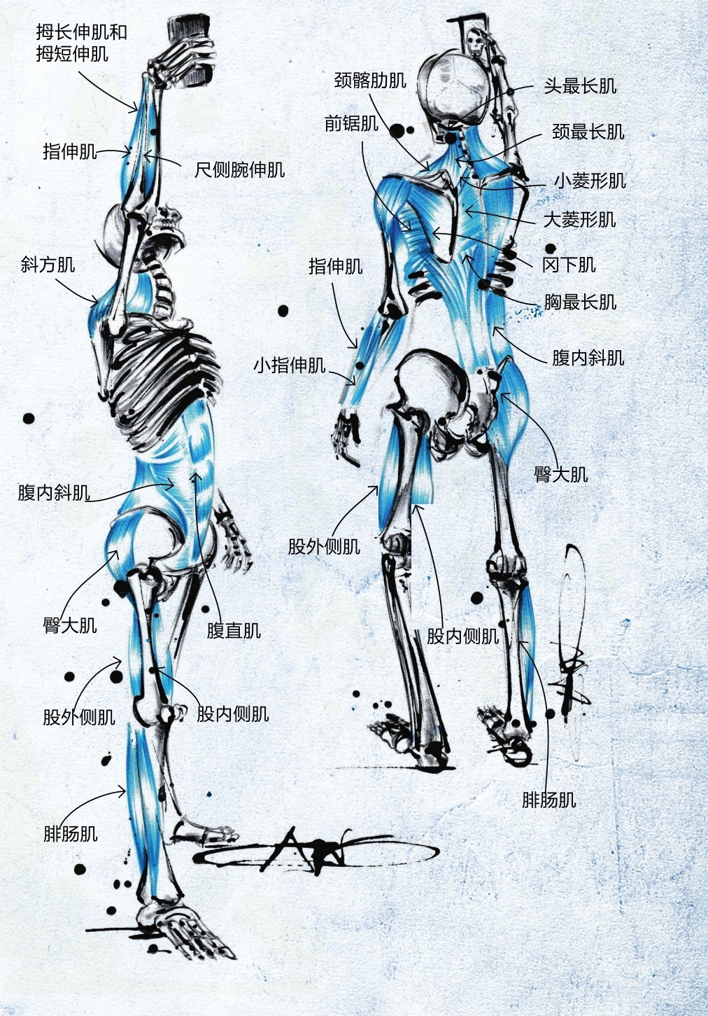 拇长伸肌和拇短伸肌颈髂肋肌前锯肌指伸肌尺侧腕伸肌斜方肌 指伸肌小指伸肌头最长肌颈最长肌小菱形肌大菱形肌冈下肌 胸最长肌腹内斜肌腹内斜肌股外侧肌臀大肌 腹直肌臀大肌股内侧肌股外侧肌 股内侧肌腓肠肌腓肠肌
