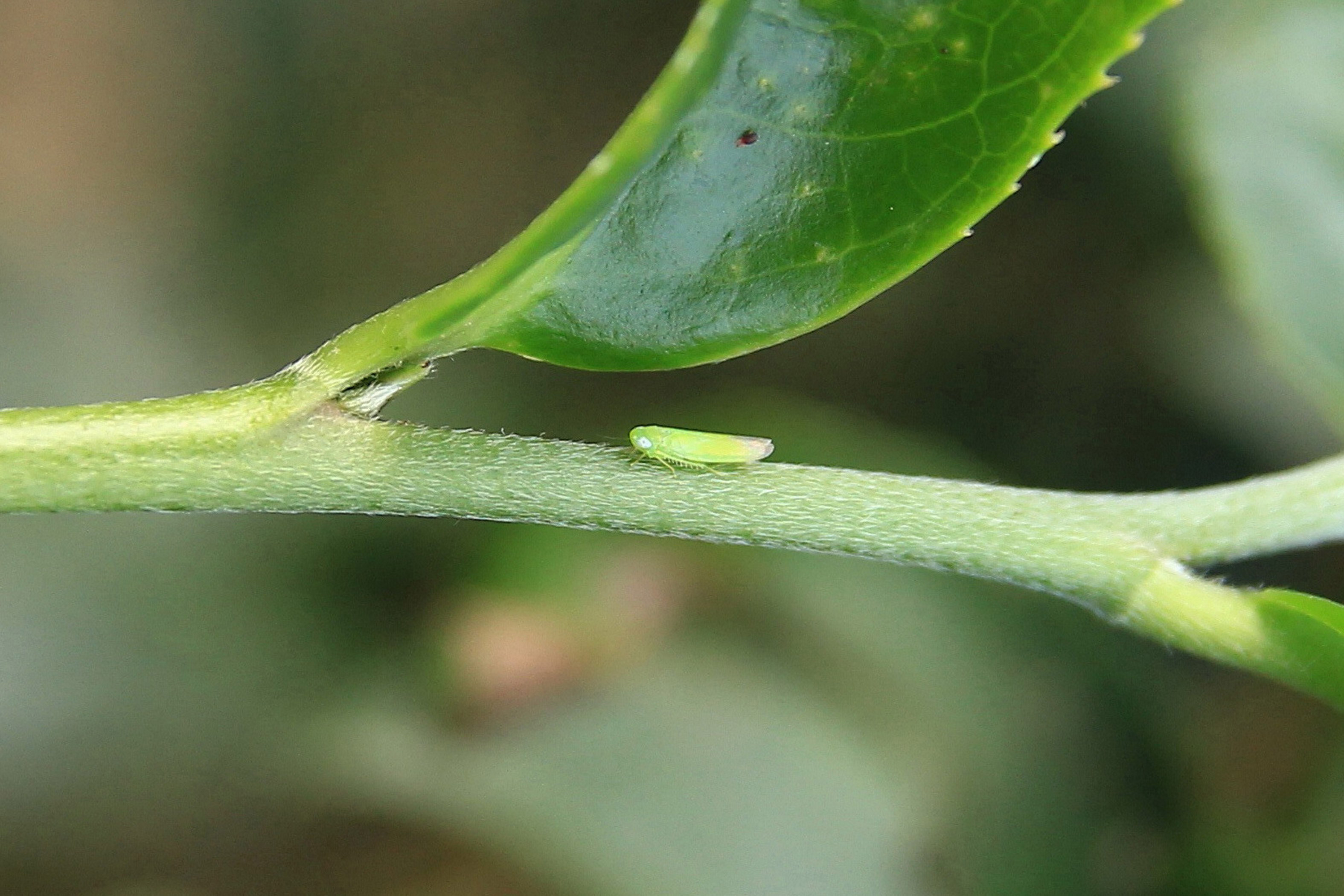 茶小绿叶蝉的口器会产生水状唾液,协助吸取茶叶维管束组织中的