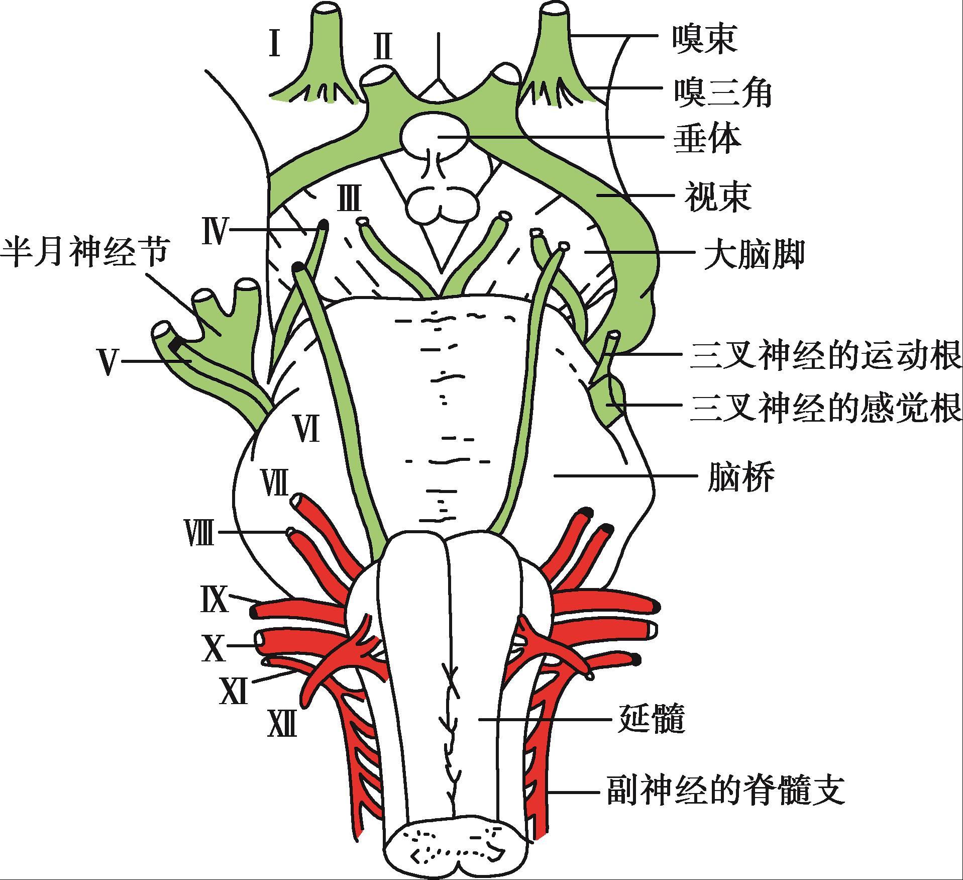 《神经病学（第4版）（全国高等学历继续教育“十三五”（临床专升本）规划教材）》