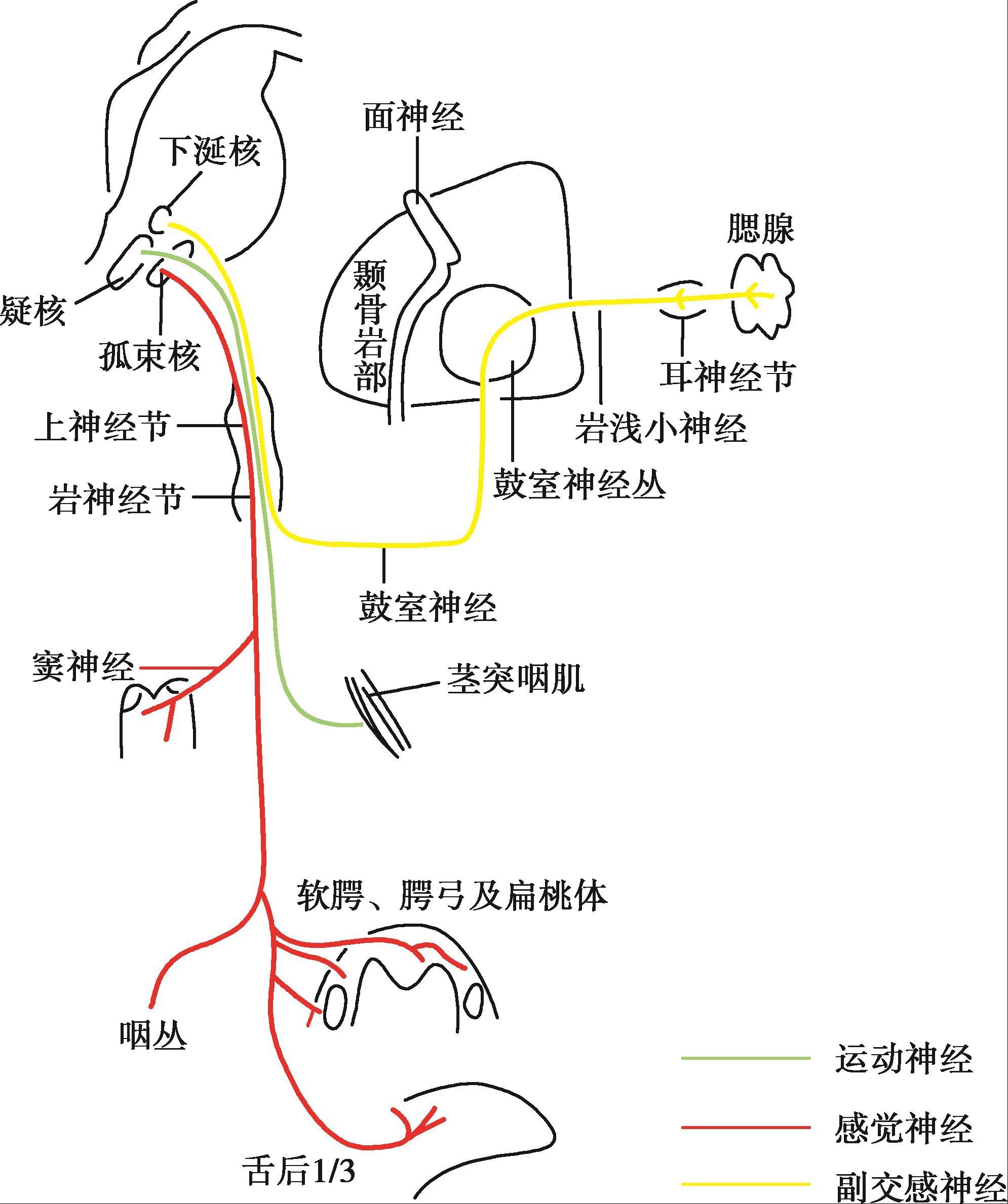 《神经病学(第4版)(全国高等学历继续教育“十三五”(临床专升本)规划教材)》