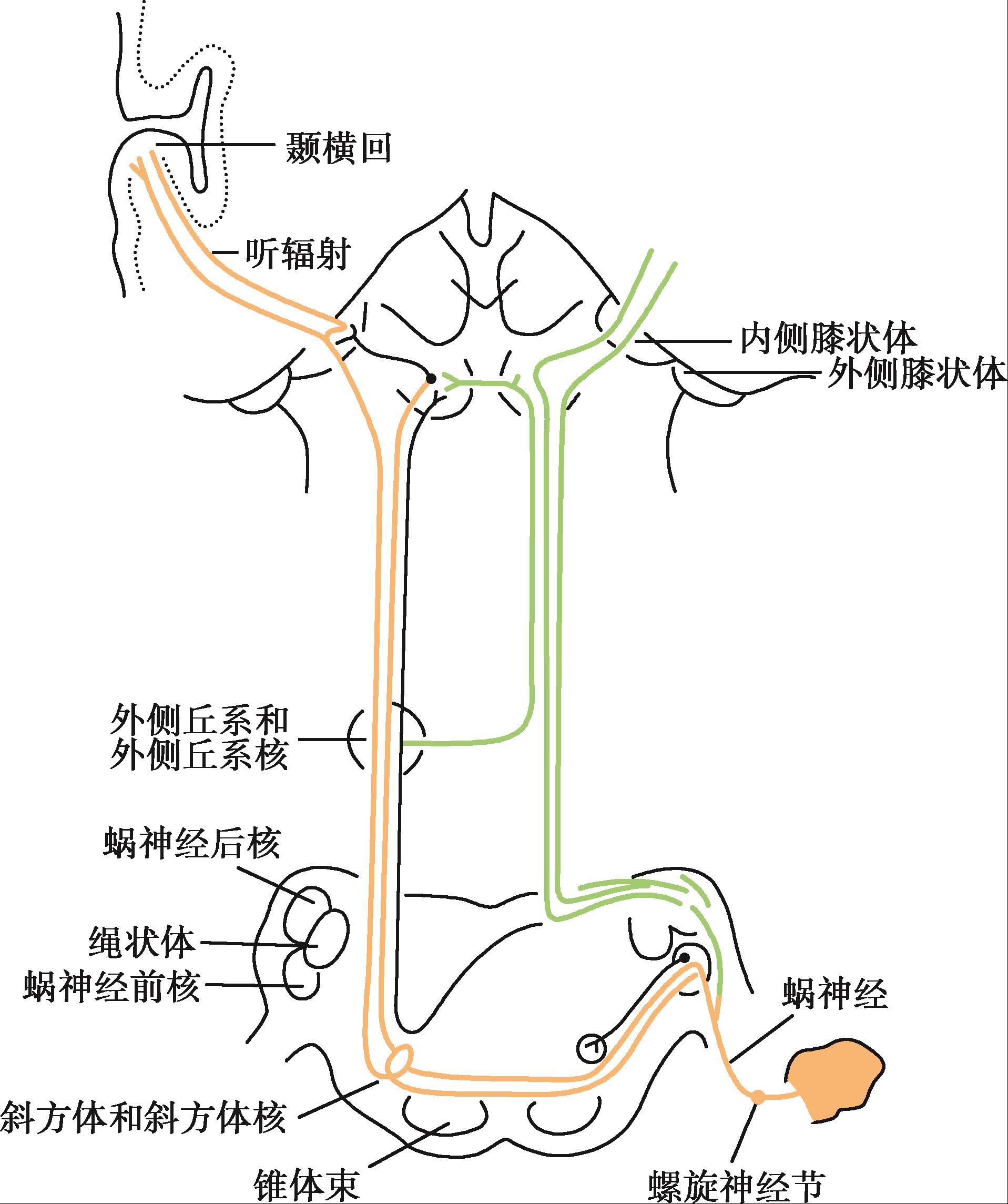 《神经病学（第4版）（全国高等学历继续教育“十三五”（临床专升本）规划教材）》