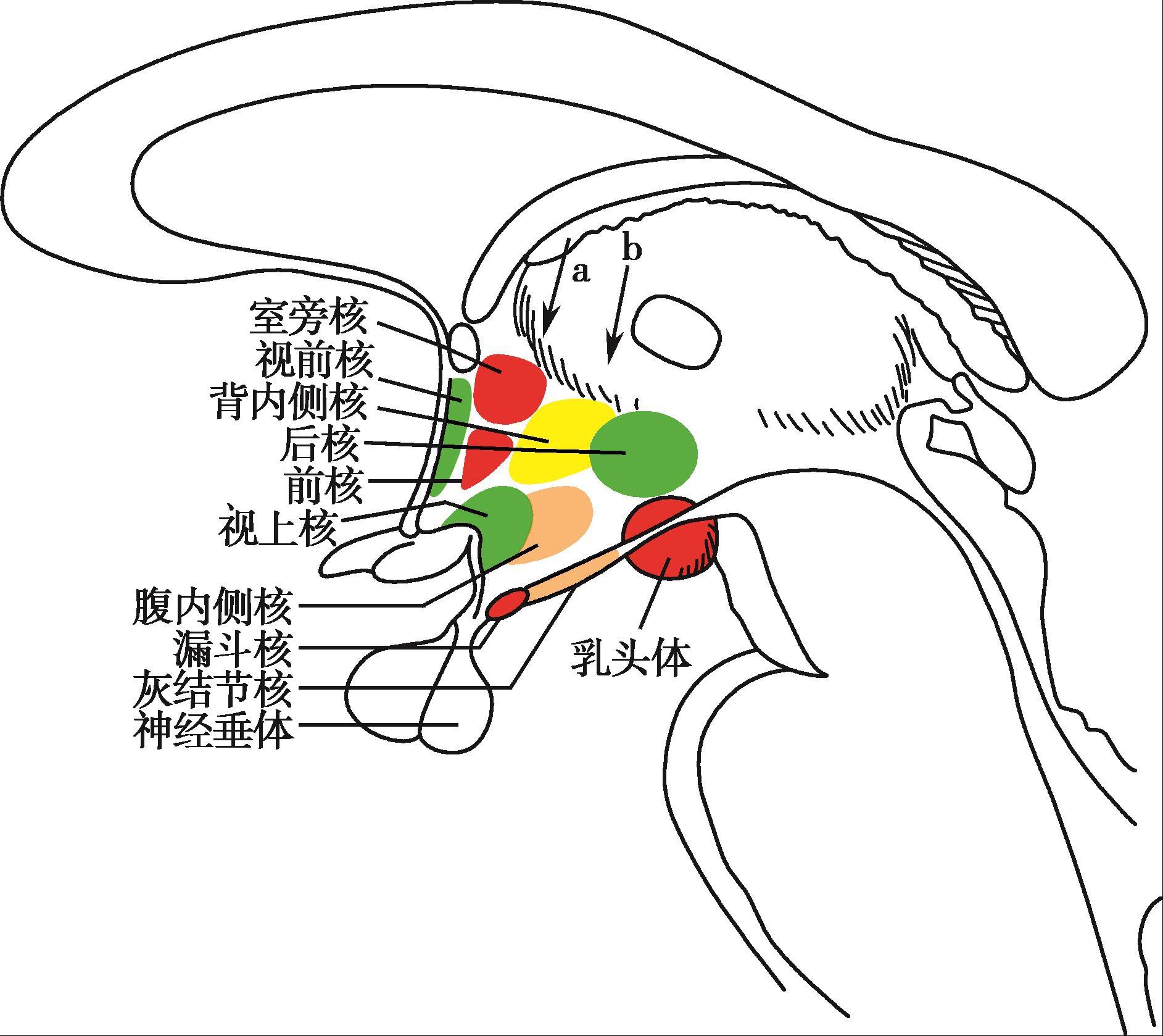 《神经病学(第4版)(全国高等学历继续教育“十三五”(临床专升本)规划教材)》