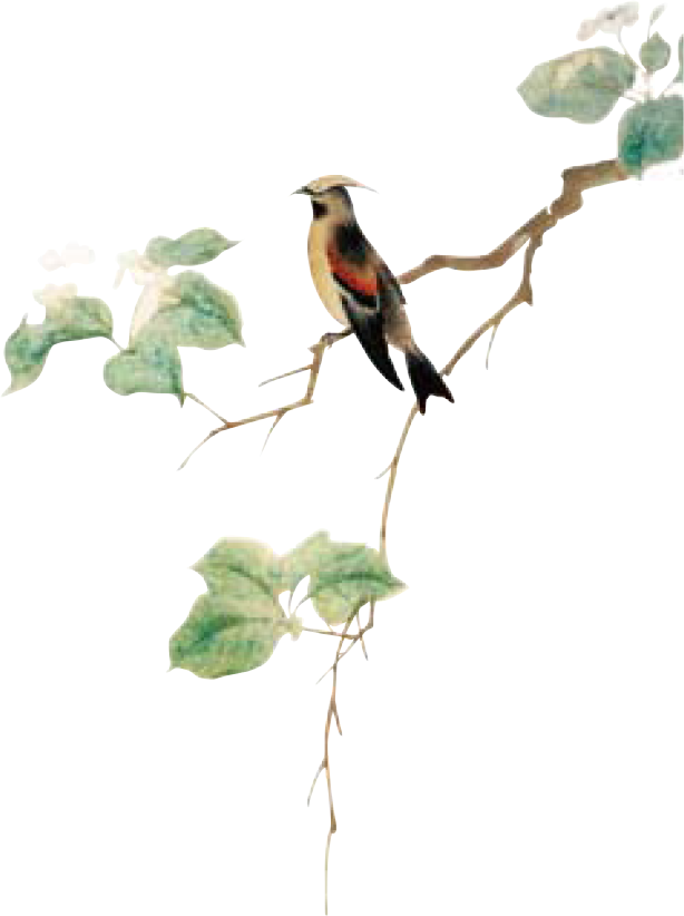 花卉博物馆最新章节 王意成著 掌阅小说网 花卉博物馆最新章节 王意成著 掌阅小说网