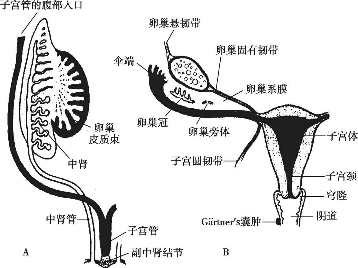 图8 5　子宫和阴道的形成过程 a.在胚胎的第二个月末女性生殖道的发育，