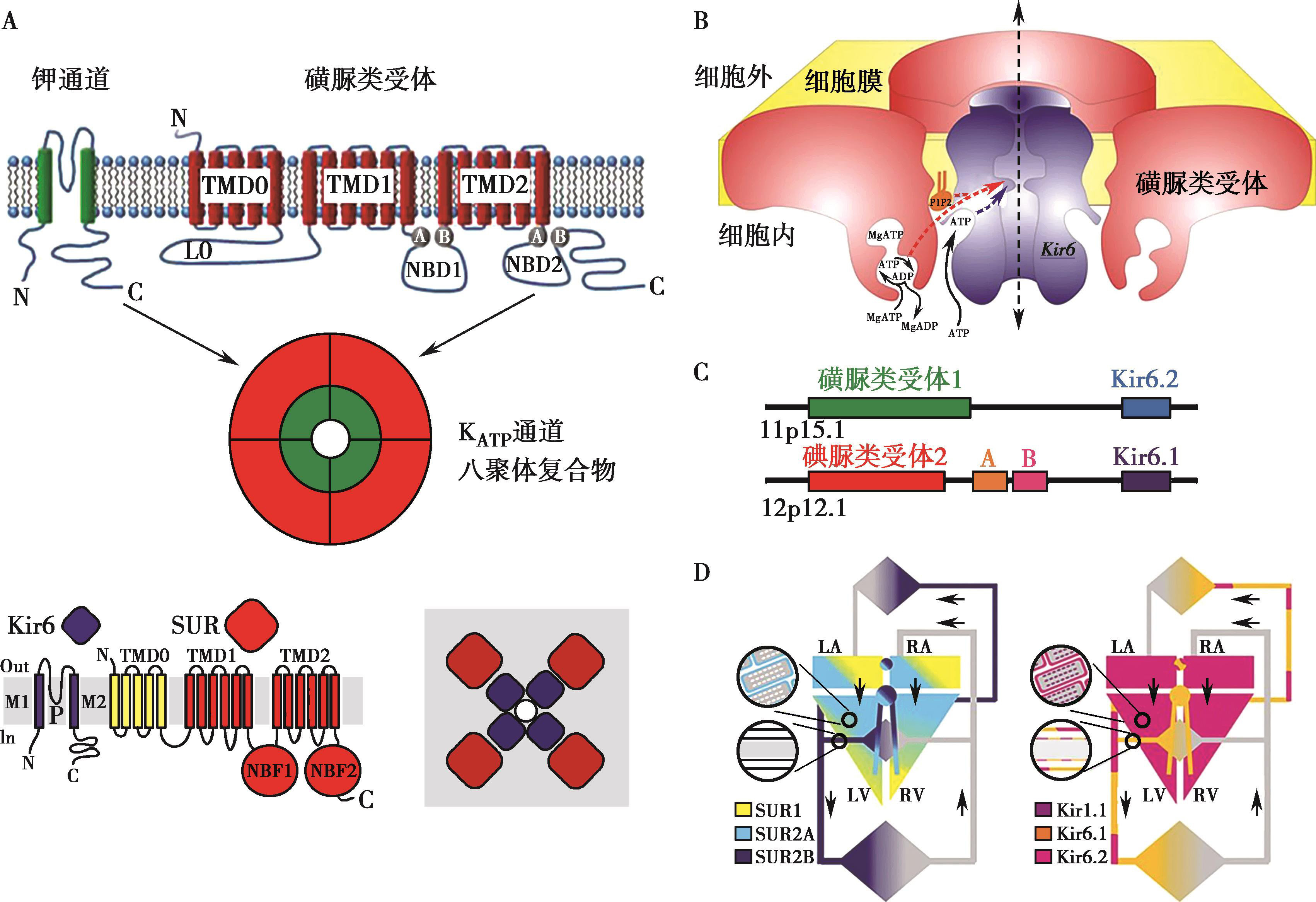 图1-6-1 k              atp            通道的分子基础