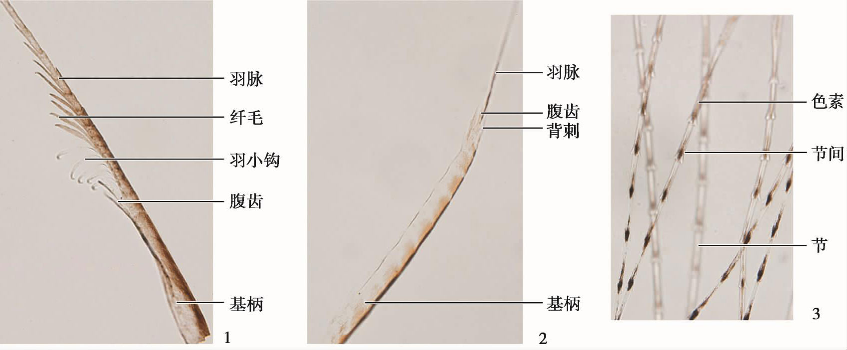 (三)纖羽(filoplume;hairlike feather) 又稱毛狀羽