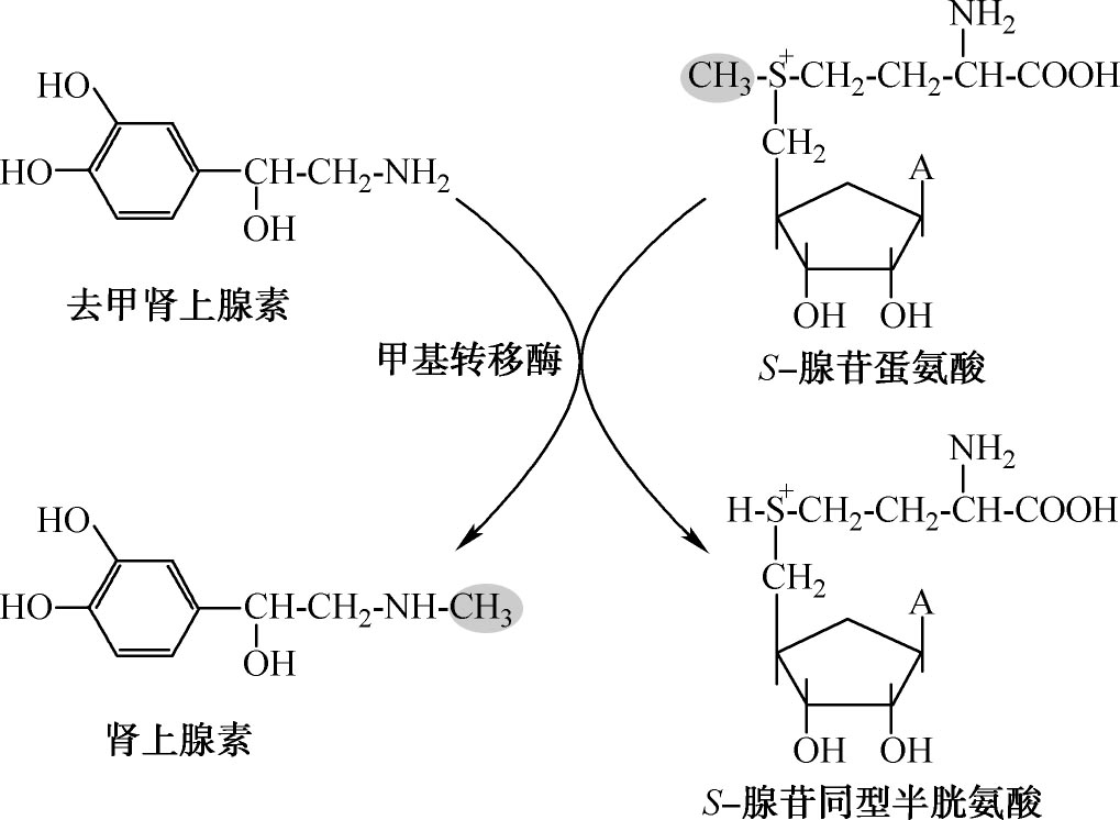 图2-8 去甲肾上腺素甲基化生成肾上腺素